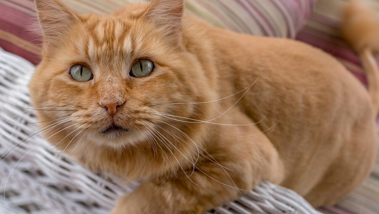 orange maine coon