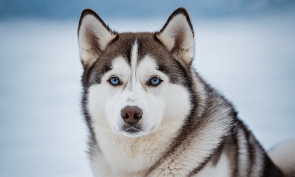 Miniature Siberian Husky sitting gracefully on a snowy landscape