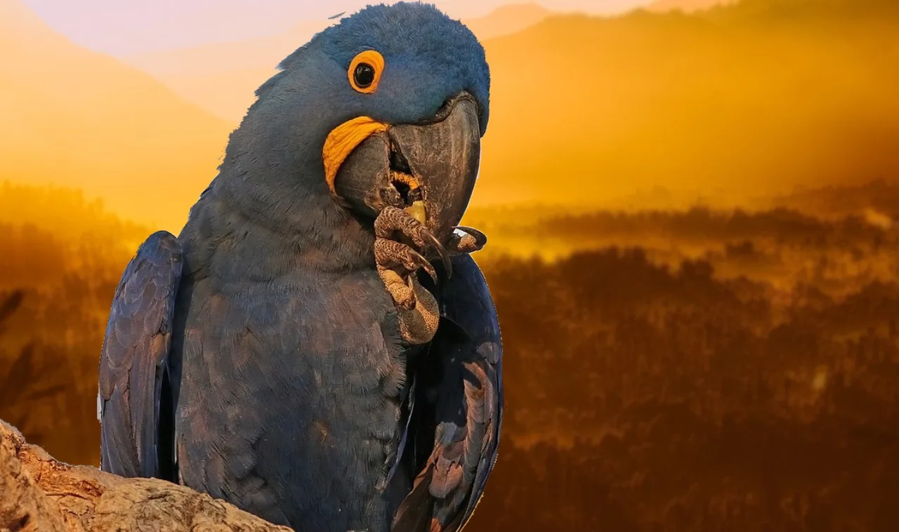 Hyacinth macaw (Anodorhynchus hyacinthinus), the Pantanal, Brazil